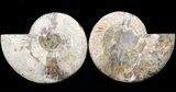 Cut & Polished Ammonite Fossil - Agatized #43641-1